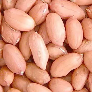 Red peanut,blanched peanut kernels,Bold PeanutsBlanched Peanuts Java Peanuts/ Raw Peanuts Kernel / Raw Peanut in Shell