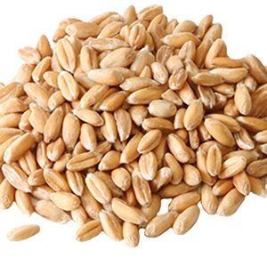 Soft <strong>Wheat</strong> in <strong>Bulk</strong> - Product Image 6
