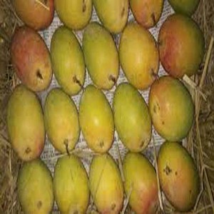 Yüksek kaliteli meyve Mango ithalatçıları yeşil tropikal tatlı Mango renk ağırlık taze Mango