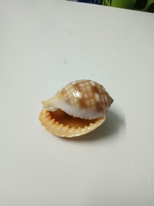 Kesilmiş/kesilmiş ve temiz deniz kabuğu/kesilmiş Cowrie kabuğu ile doğal deniz kabuğu - Product Image 2