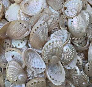 Polished Abalone <strong>Shell</strong> Bulk Price Perlized Seashells Pearl White Abalone <strong>Shells</strong> - Product Image 3
