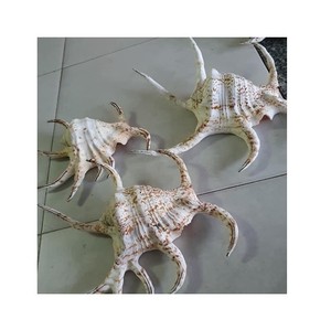 Decorative Seashell Snail Shells Geomancy Sea Shell for You Home Party /Large Seashell Assorted <strong>Ocean</strong> <strong>Bulk</strong> Mix