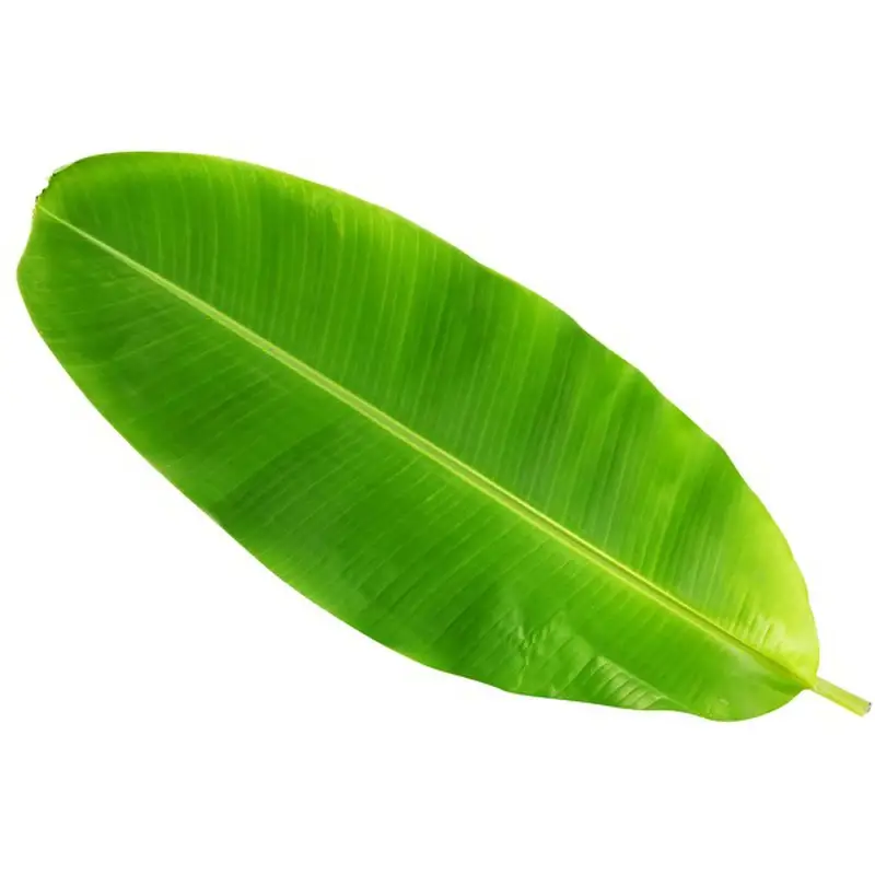 Frozen Banana Leaf product of Vietnam making and storage food and vegetables