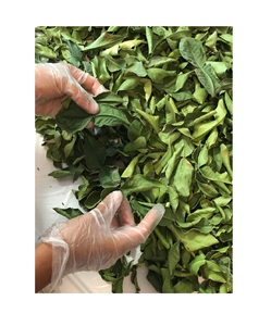 100% PURE DRIED LEMON LEAVES - DRIED LIME LEAVES HIGH QUALITY FROM VIETNAM// <strong>Rachel</strong>: +84896436456 - Product Image 6