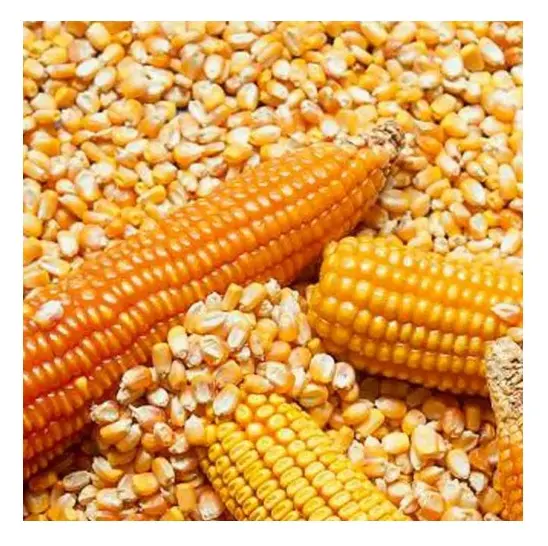 Top Quality Yellow Corn Animal Feed for sale At Cheapest Wholesale Price in Bulk Stock