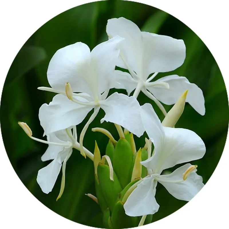 Купить органическое белое имбирное Lilly абсолютное масло, извлеченное из цветов Hedychium flavum для разных видов