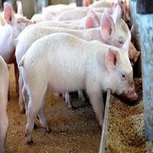 HIGH PROTEIN and <strong>MOLASSE</strong> 18-24%PALM KERNEL EXPELLER CAKE OIL CATTLE ANIMAL FEED PIG,CHICKEN,COW,SHEEP Itaim Paulista SAO PAULO