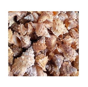 Decorative Seashell Snail Shells Geomancy Sea Shell for You Home Party /Large Seashell Assorted <strong>Ocean</strong> <strong>Bulk</strong> Mix