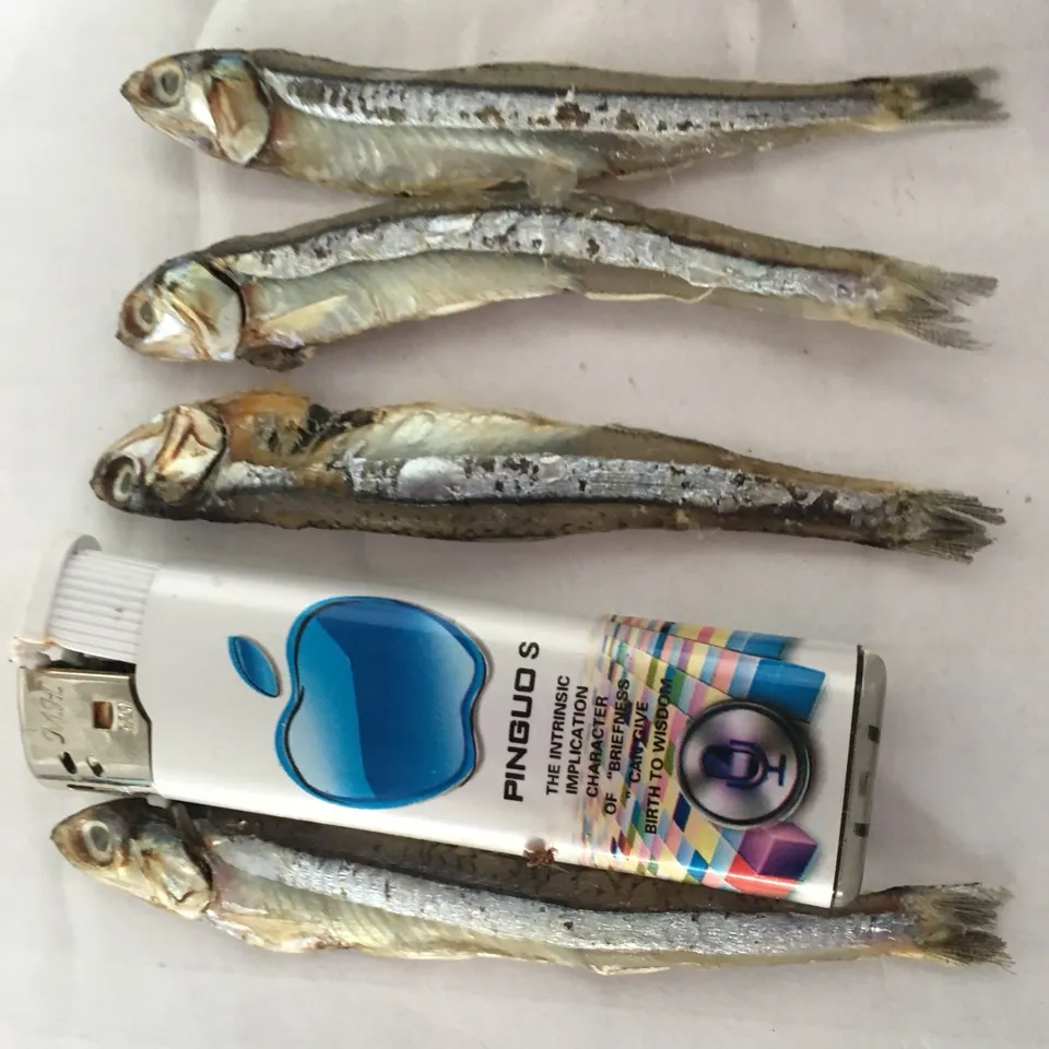 Tedarik/ihracat dondurulmuş sardalya hamsi balık (Viber, Whatsapp: + 84972678053)