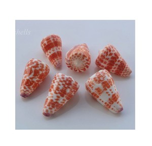 เปลือกหอยแห้งในเวียดนาม-เปลือกหอยขนาดเล็กสำหรับงานฝีมือที่มีราคาดี - Product Image 6