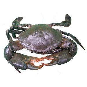 Ucuz çamur yengeci satılık - Product Image 2