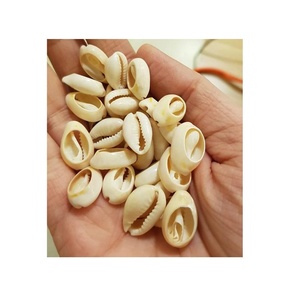 Kesilmiş/kesilmiş ve temiz deniz kabuğu/kesilmiş Cowrie kabuğu ile doğal deniz kabuğu - Product Image 1