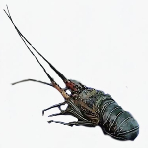 廉价冷冻龙虾