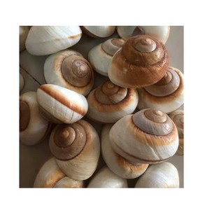 Decorative Seashell Snail Shells Geomancy Sea Shell for You Home Party /Large Seashell Assorted <strong>Ocean</strong> <strong>Bulk</strong> Mix