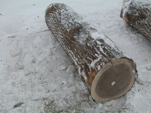 Walnut/ Cherry/ <strong>Ash</strong> Saw <strong>Logs</strong>, 30+ cm