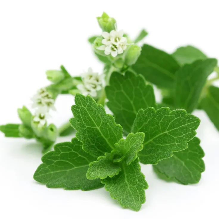 100% Natuurlijke Gedroogde Stevia Rebaudian