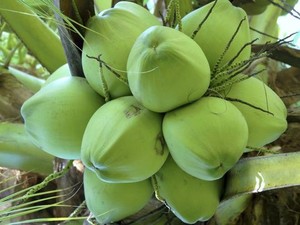 Hot Sale Bio frische Kokosnuss mit ganzer Schale direkt aus Vietnam
