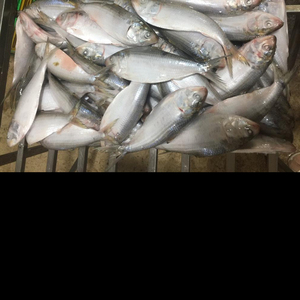 Frozen Dotted Gizzad Shad Wr (Hilha) Tel(Viber, Whatsapp, Wechat): 0084 989 322 607