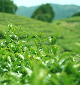 Japon Kyoto uji yamasan Matcha - Product Image 4