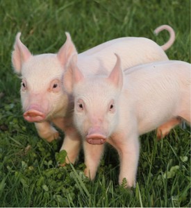Piggy <span class=keywords><strong>Prestart</strong></span>-ฟีดที่สมบูรณ์สำหรับลูกสุกร18%