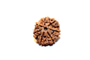 7 mukhi/Mặt rudraksha, bảy Mặt năng lượng rudraksha hạt Nepal nguồn gốc - Product Image 4