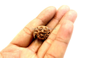 Ganesha 5 Mukhi/ Face <span class=keywords><strong>Nepali</strong></span> Rudraksha、Energized Rudraksha <span class=keywords><strong>Beads</strong></span> Rudra Gems Brown NP