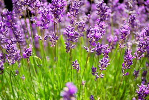 Olio Essenziale di Olio Essenziale di Lavanda Lavandula Angustifolia bulgara Bulgaria