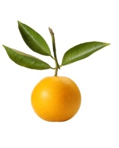 Organik sertifikalı Bergamot uçucu yağ 100% saf ve doğal vücut bakımı kullanımı için hindistan'da uçucu yağ toplu ihracatçılar - Product Image 6
