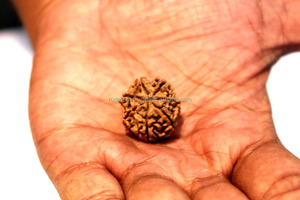 7 mukhi/Mặt rudraksha, bảy Mặt năng lượng rudraksha hạt Nepal nguồn gốc - Product Image 2