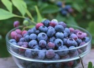 Super antioxidantes 100% extrato de planta natural 25% anocyanins, extrato de bilberry europeu