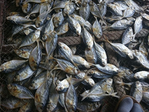 乾燥銀ニシン魚/ビビアンHa 84 33 88 20 462