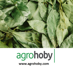 Nhà Cung Cấp Hàng Đầu Tốt Nhất Laurel Bay Lá Hỏi Đáp Bán Lựa Chọn Và Tay Lựa Chọn Thổ Nhĩ Kỳ Chất Lượng Tốt Nhất Xuất Khẩu - Product Image 3