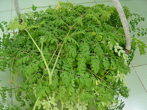 MORINGA OLEIFERA tozu-tatil - Product Image 6