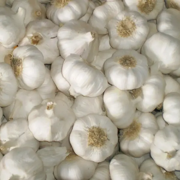 High Quality Fresh Style Pure White Garlic from China