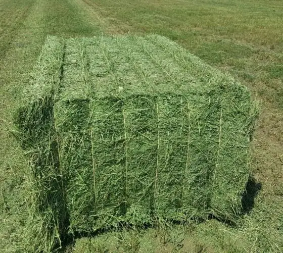 Hoge Kwaliteit Alfalfa Hooi Te Koop