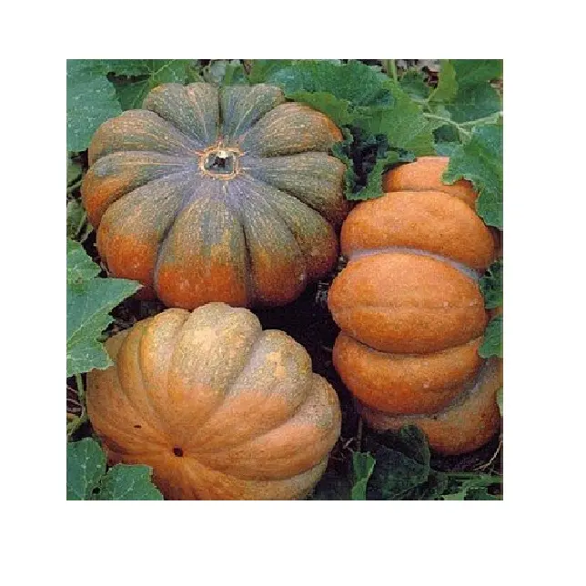 Calabazas heladas de alta calidad de Vietnam, calabazas congeladas baratas