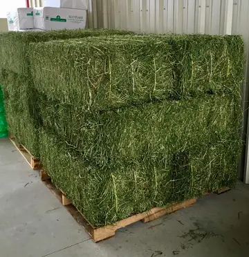 Alfalfa feno, timothy feno, alfalfa em bales, 20kg-25kg
