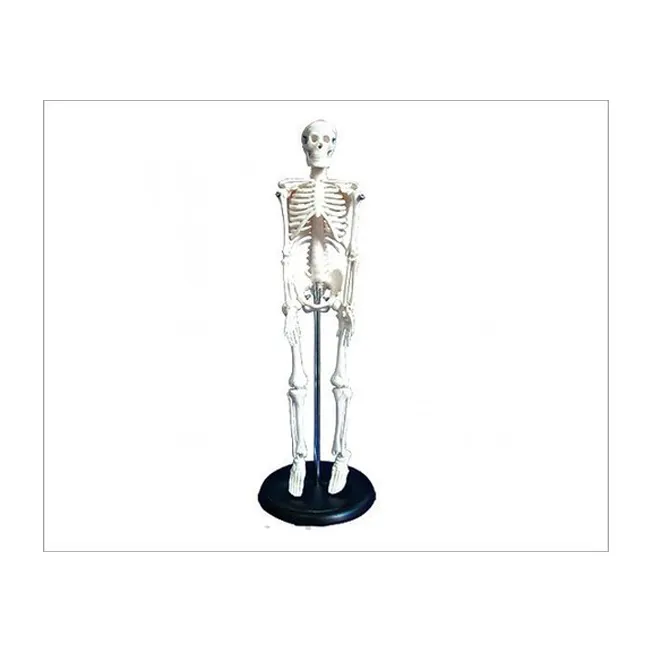 Medizinisches anatomisches menschliches Skelett modell Wirtschaft liches Lehr modell Menschliches Skelett 42 cm