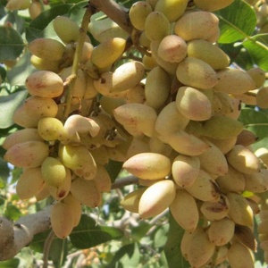 Qualidade premium de concha pistachios nozes embalagem classe alimentar porca de original cru produtos secos alta da tailândia