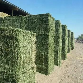 Alfalfa feno/timothy alfafa feno/rode feno à venda