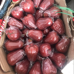 FRESH ROSE APPLE-เวียดนามพิเศษสด Bell ผลไม้ - Product Image 3