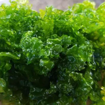 สาหร่าย Ulva Lactuca ปล่อยให้มีคุณภาพสูงสำหรับการขาย