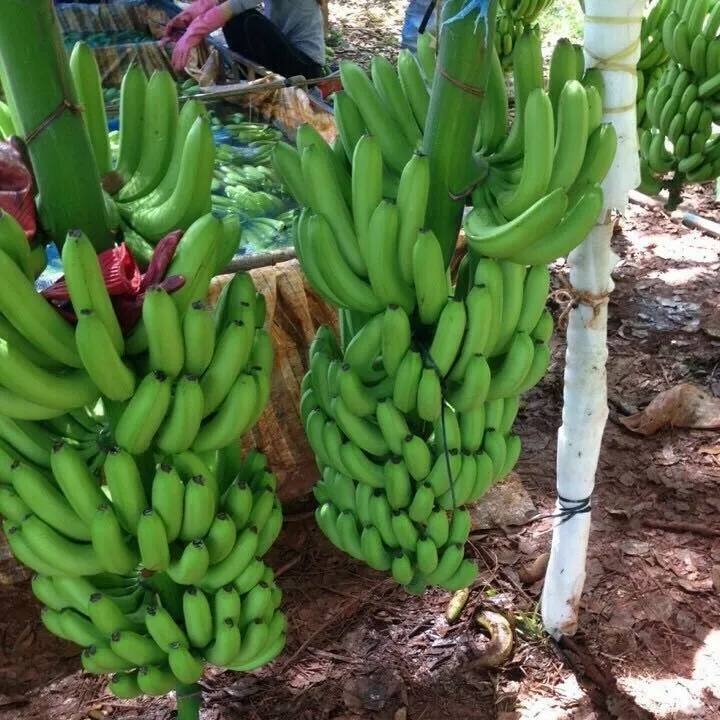 גבוהה באיכות קוונדיש בננה מפני ויאטנם