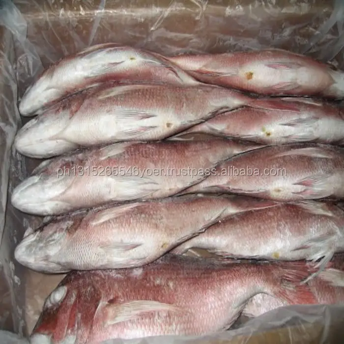 2018 Catch Frozen Red Seabream Fish