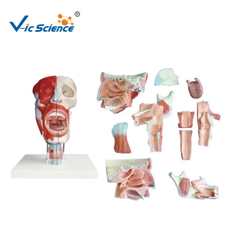 医療解剖学モデル鼻、口、喉の喉の解剖学モデル医学教育モデル