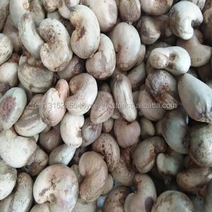 Raw Cashew Nuts in shell For Sale