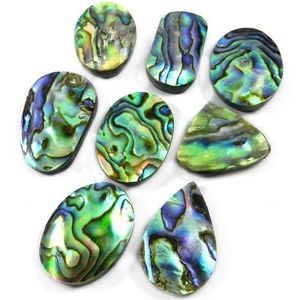 Paua Abalone kabuk - Product Image 1