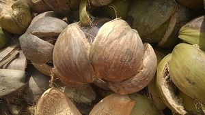 GUSCIO di noce di COCCO GREZZO DAL VIETNAM-METÀ e SCHIACCIATO TIPO