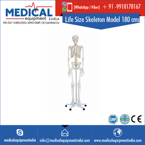 High Quality Sturdy 16&quot; Wide Plastic <strong>Human</strong> Life Size Skeleton Model 180 Cms - Product Image 2