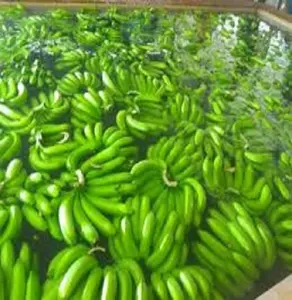 Fresh Cavendish Banana Export
